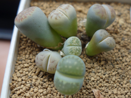 Lithops
