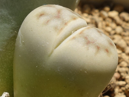 Lithops