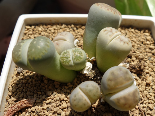 Lithops