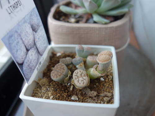 Lithops
