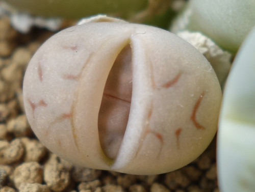 Lithops