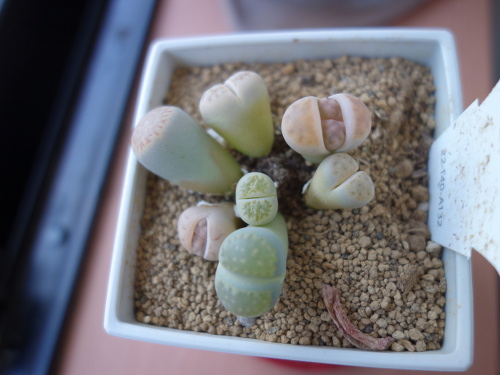 Lithops