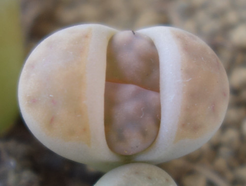 Lithops