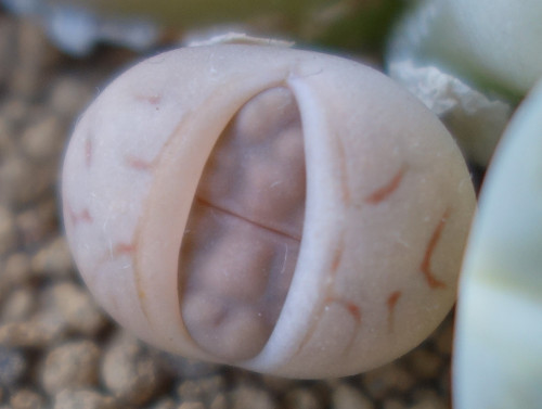 Lithops