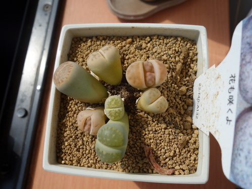 Lithops