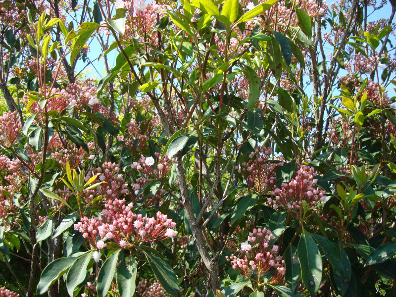 Mountain Laurel