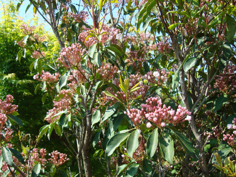 Mountain Laurel