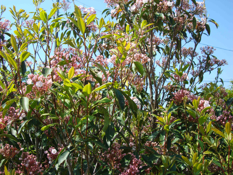 Mountain Laurel