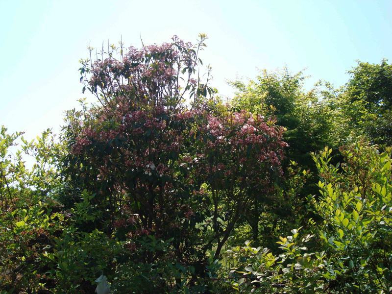 Mountain Laurel