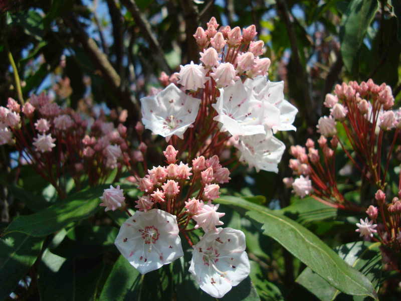 Mountain Laurel
