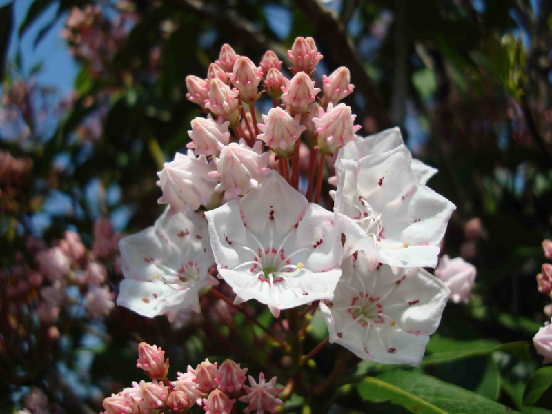 Mountain Laurel