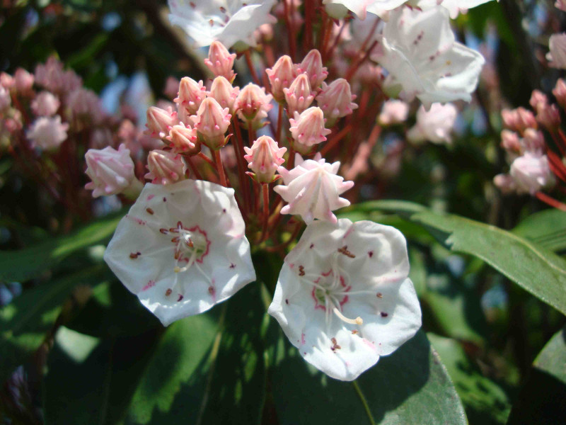 Mountain Laurel