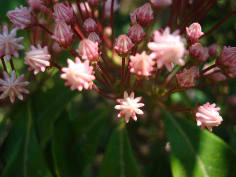 Mountain Laurel
