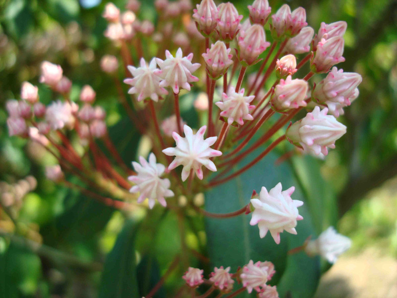 Mountain Laurel