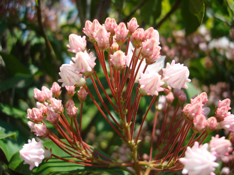Mountain Laurel