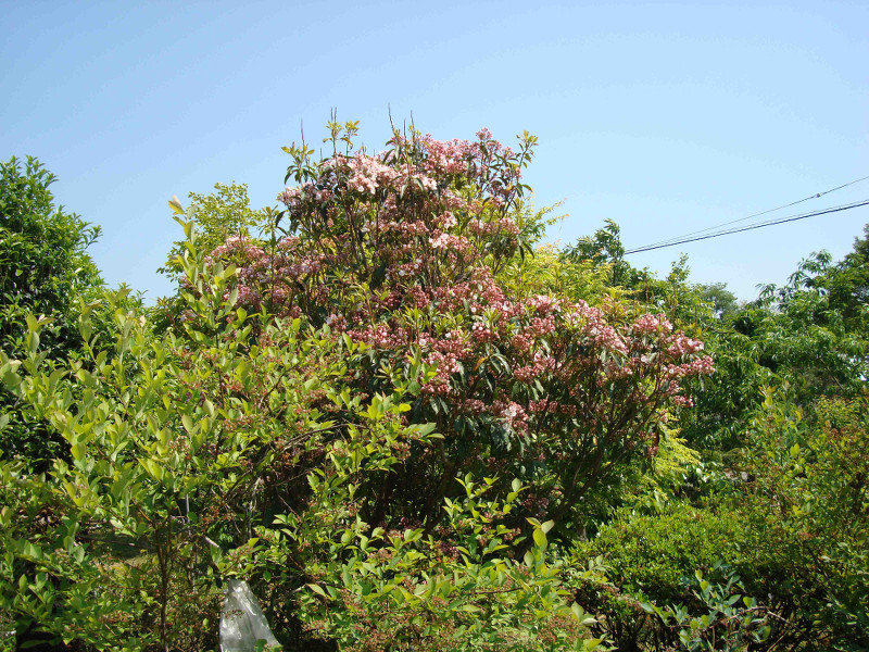 Mountain Laurel