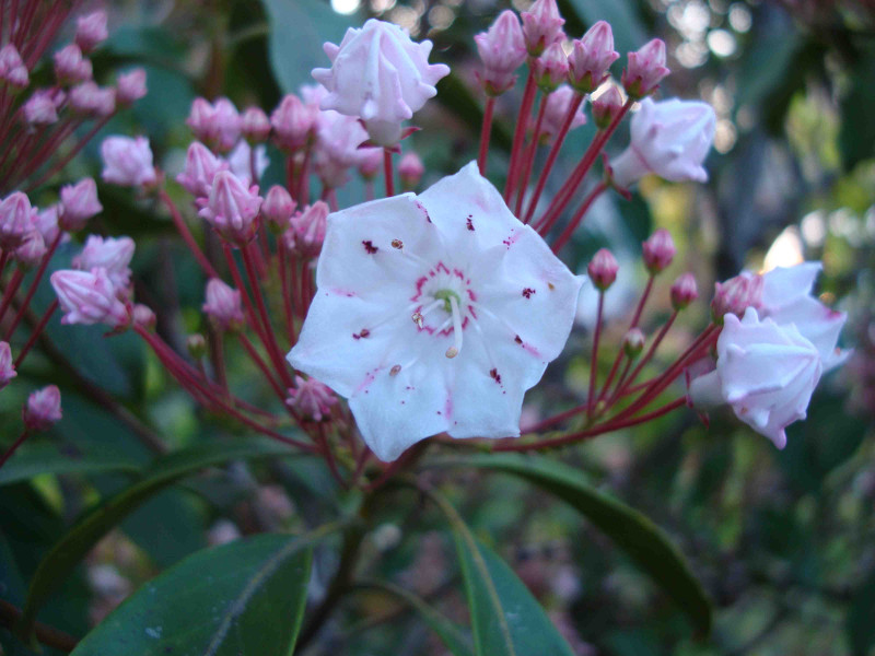 Mountain Laurel