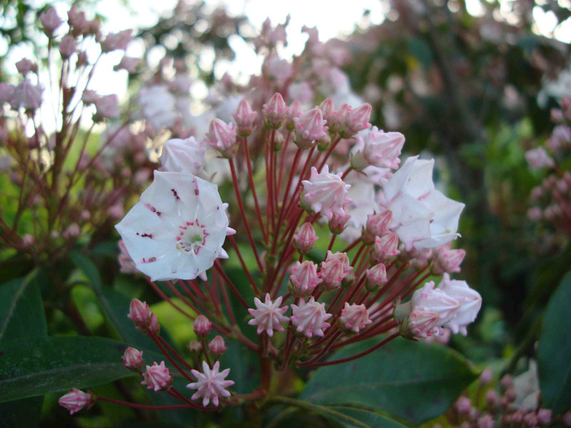 Mountain Laurel