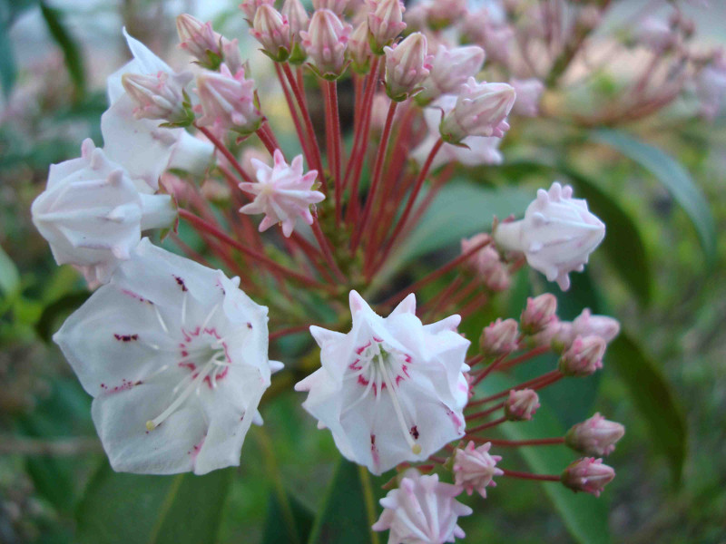 Mountain Laurel