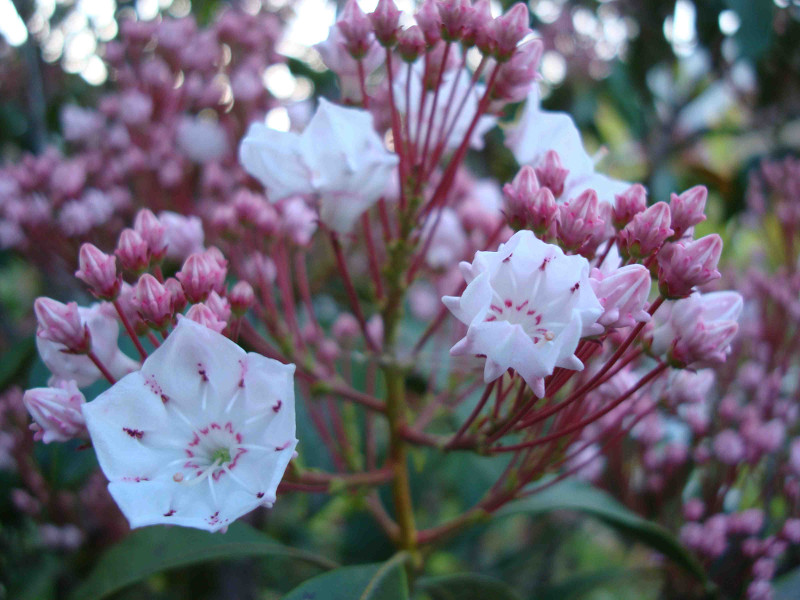 Mountain Laurel