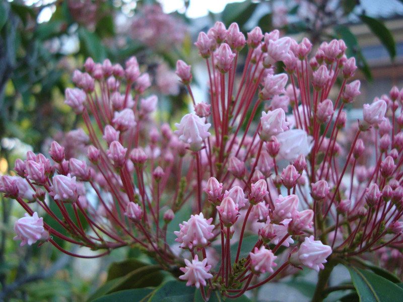 Mountain Laurel