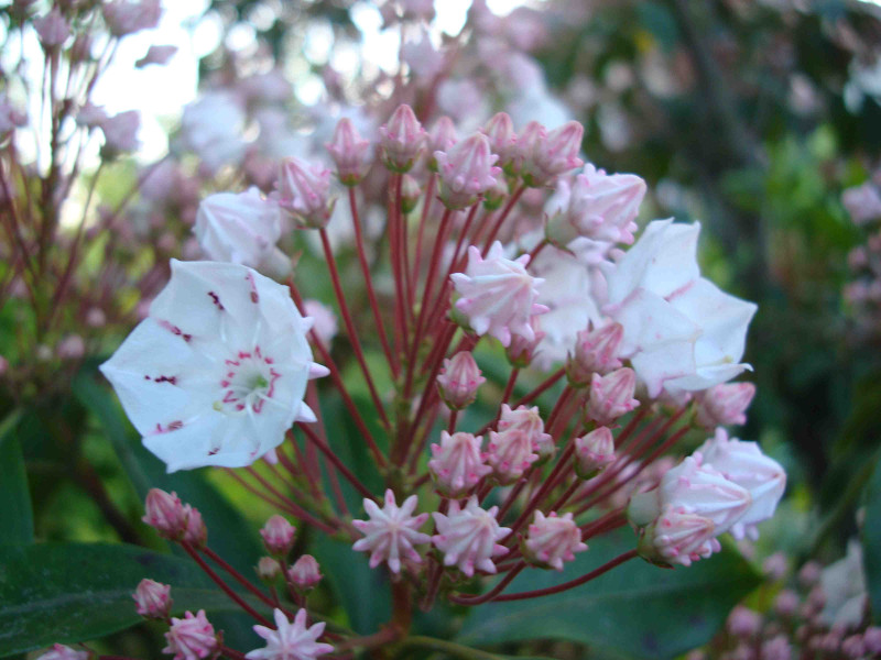 Mountain Laurel