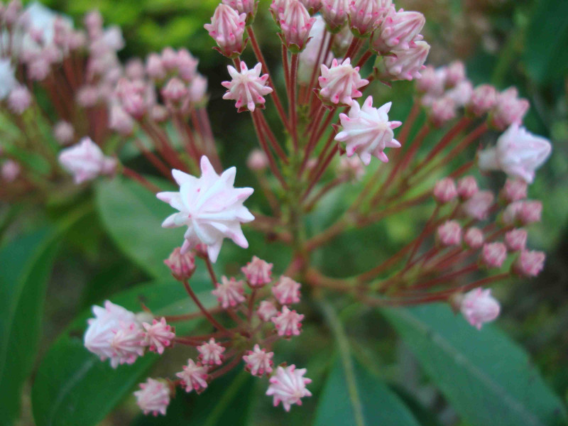 Mountain Laurel