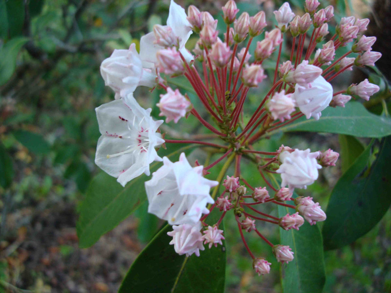 Mountain Laurel