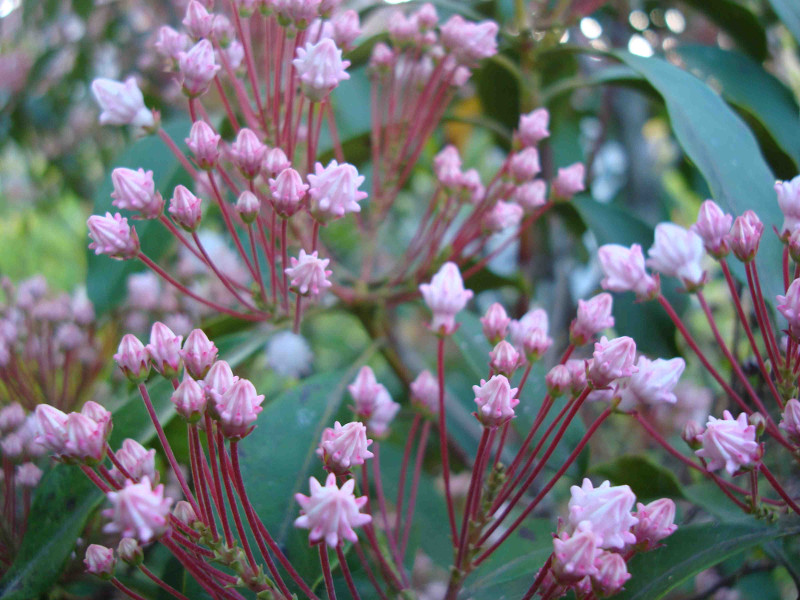 Mountain Laurel