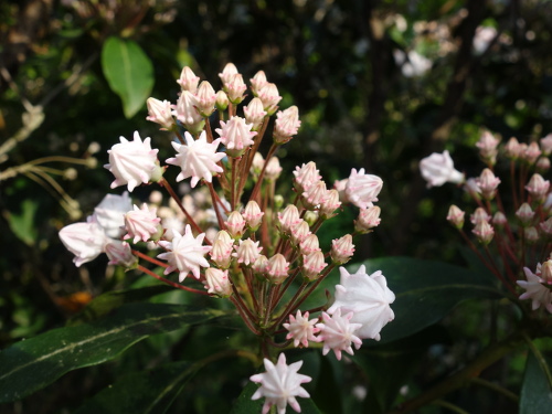 Mountain Laurel