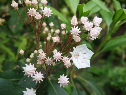 Mountain Laurel