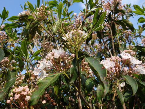 Mountain Laurel