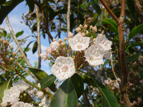 Mountain Laurel