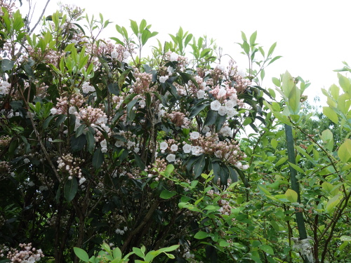 Mountain Laurel