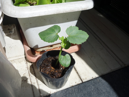 オクラの苗2017年2回目