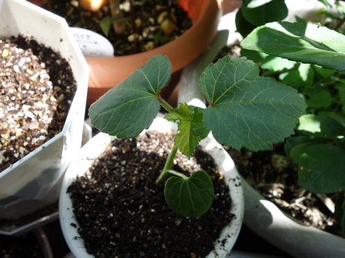 オクラの苗2017年2回目