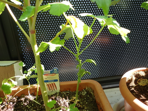 オクラの苗2017年2回目