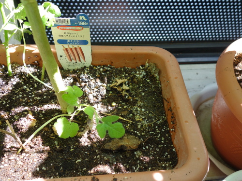オクラの苗2017年2回目