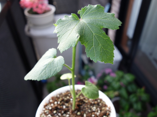 オクラの苗2017年2回目