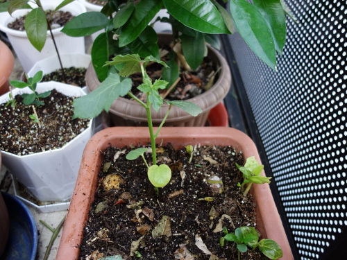 オクラの苗2017年2回目