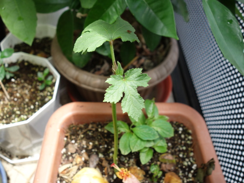 オクラの苗2017年2回目