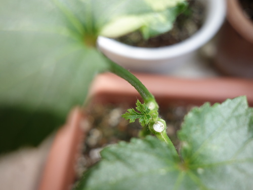 オクラの苗2017年2回目