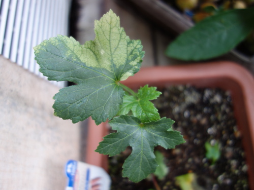 オクラの苗2017年2回目