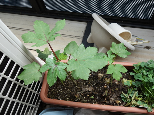 オクラの苗2017年2回目