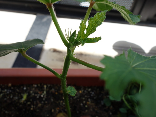 オクラの苗2017年2回目