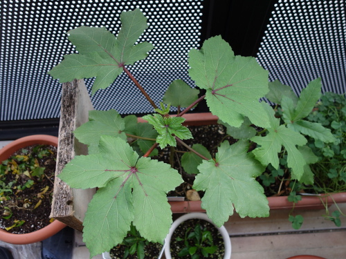 オクラの苗2017年2回目