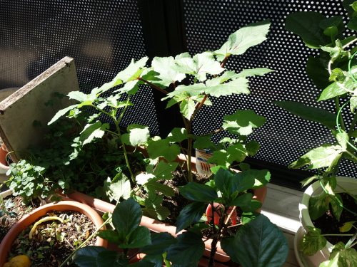 オクラの苗2017年2回目