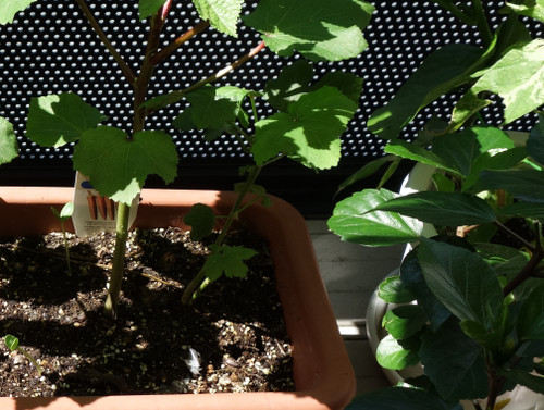 オクラの苗2017年2回目