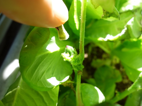 オクラの苗
