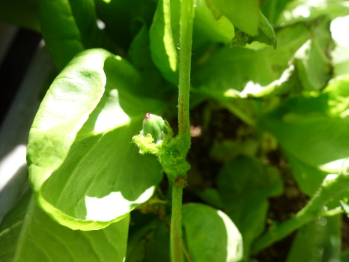 オクラの苗
